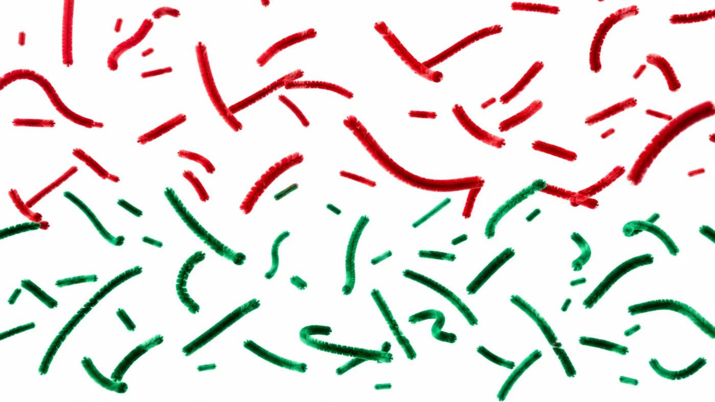 Limpiapipas rojos y verdes extendidos, materia prima de los ramos